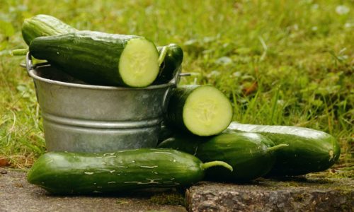 cucumbers1